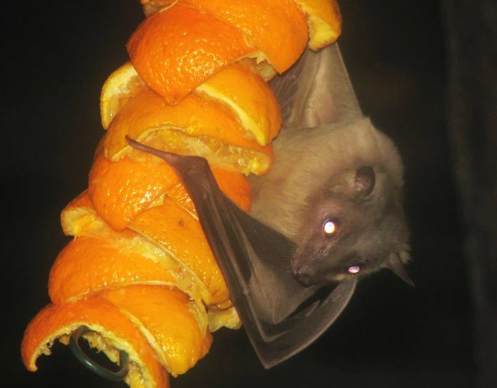 fruit-bats.jpg