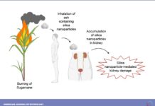Inhaling silica particles could trigger kidney illness