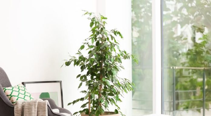 Extra pure gentle at residence lightens your temper