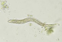 Why do my youngsters hold getting worms? And is that what’s making them so cranky?