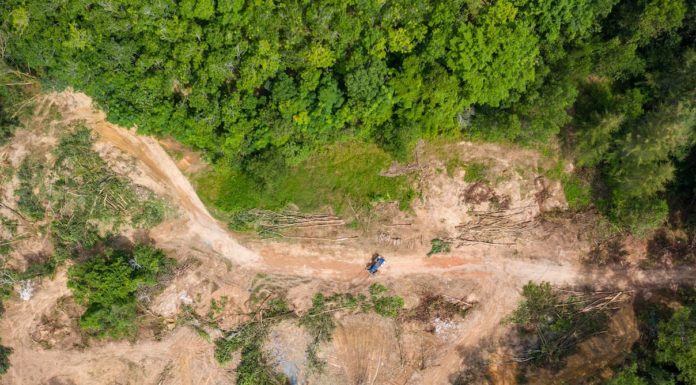 From microbes to forest bathing, listed here are 4 methods therapeutic nature is significant to our restoration from COVID-19