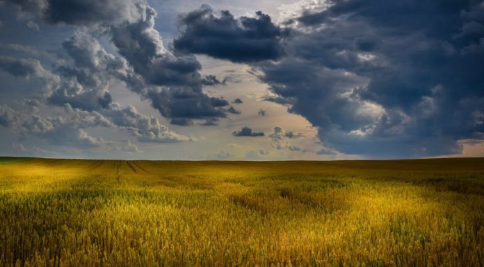 What hay fever victims can count on from one other La Niña season
