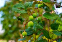 3 the reason why ber leaves are good for hair and methods to make use of them