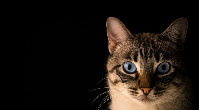 Extremely emotional individuals drawn to cats for stress aid packages