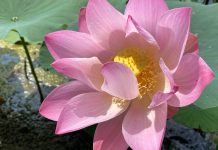 5 well being advantages of lotus: From boosting fertility to skincare