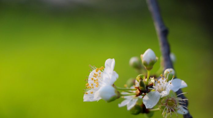 Lowest pollen counts happen between 4:00 a.m. and midday