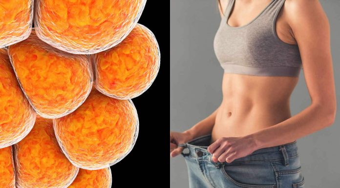 What’s brown fats and the way it helps enhance drop a few pounds?