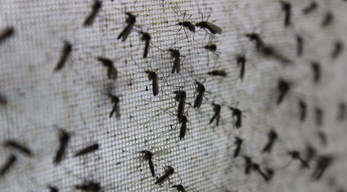 Mosquitoes are in all places proper now, together with big ones and people who make us sick. Here is what it is advisable know