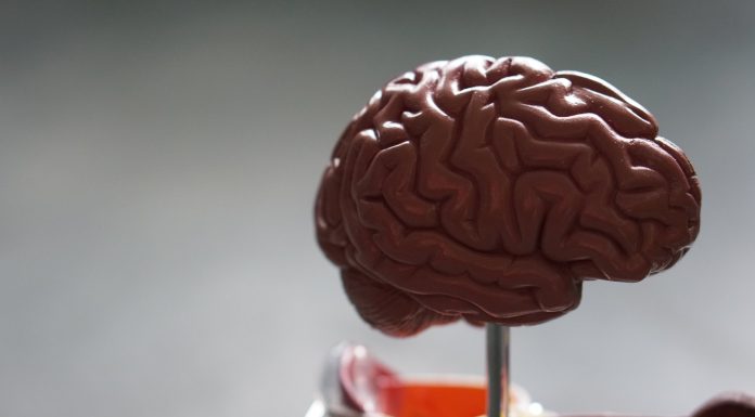 Researchers discover that brains with extra vitamin D perform higher