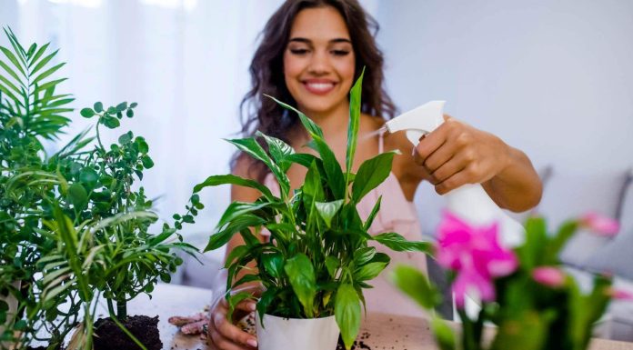 Get to know the well being advantages of indoor planting!