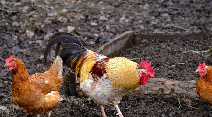 Professional feedback on human well being dangers of present chicken flu outbreak