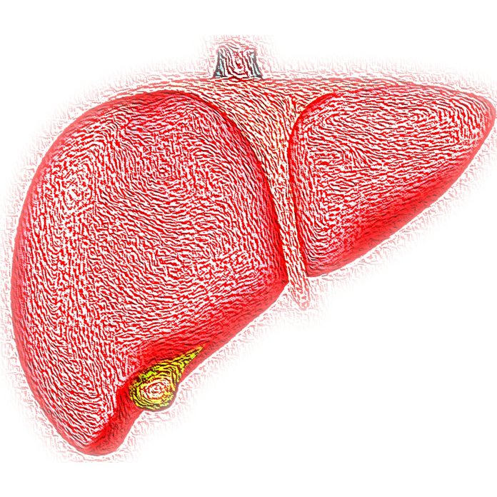 liver-2.jpg