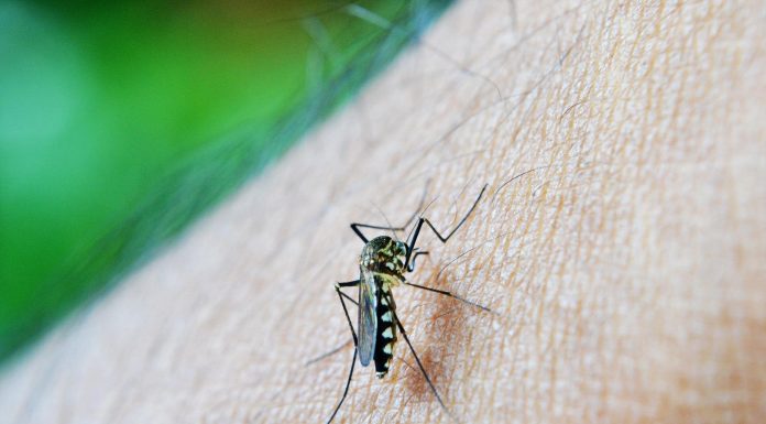 Mosquitoes should not repelled by nutritional vitamins and different oral dietary supplements you may take