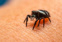 5 Dwelling cures for spider bites to eliminate it
