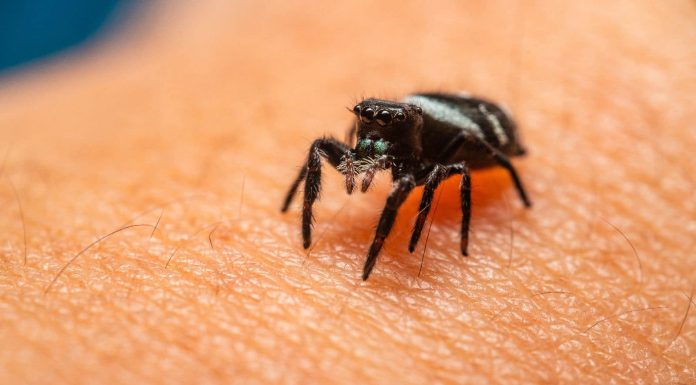 5 Dwelling cures for spider bites to eliminate it