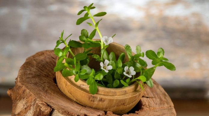 Know the advantages of Brahmi to enhance psychological well being