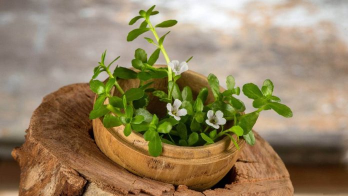 Brahmi-benefits.jpg