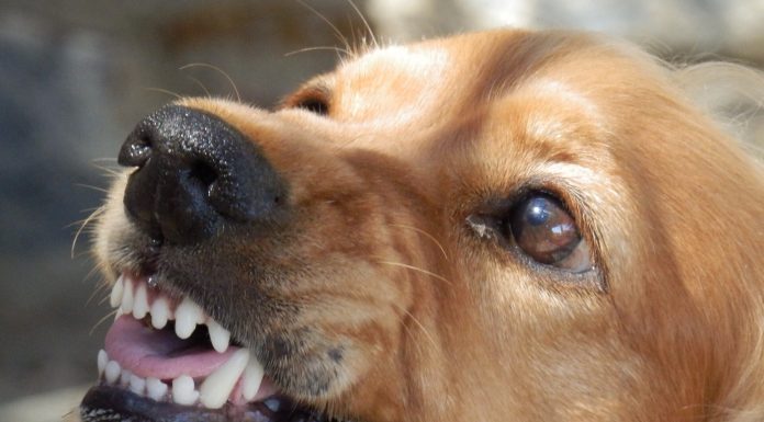 Canine bites are extra severe than you suppose. Here is easy methods to keep away from dangerous conditions