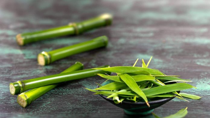 bamboo.jpg