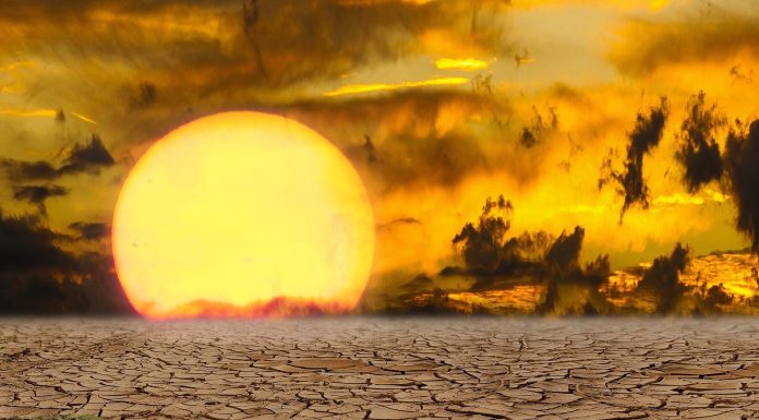 Planting extra bushes may lower deaths from greater summer time temperatures in cities by a 3rd, modeling examine suggests