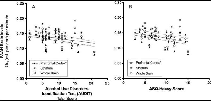 Heavy consuming in younger adults tied to endocannabinoid pathway