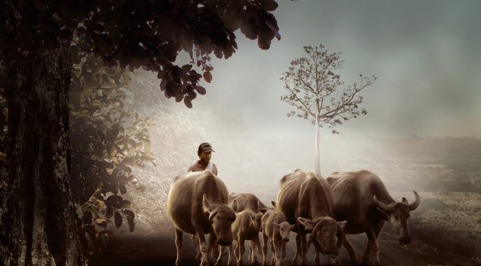 In poor nations, livestock possession can enhance dietary outcomes but additionally increase illness dangers