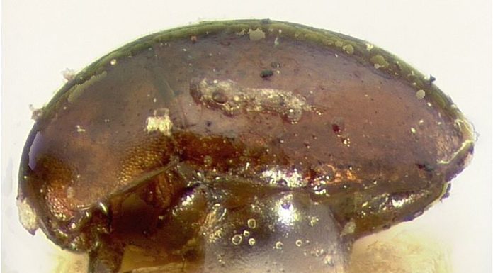 Tiny beetle causes ‘Christmas Eye’ agony in Australia