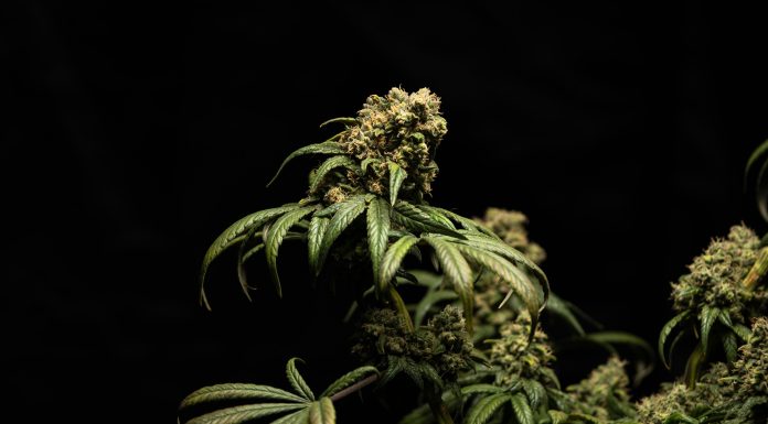 First-of-its-kind examine examines the impression of hashish use on surgical sufferers’ post-procedure healthcare wants