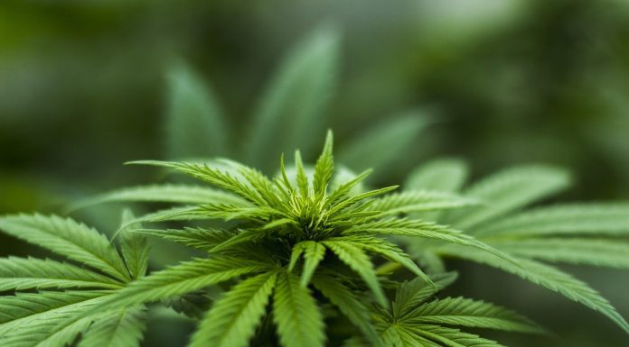 Professional-cannabis social media linked to youths’ intentions to make use of