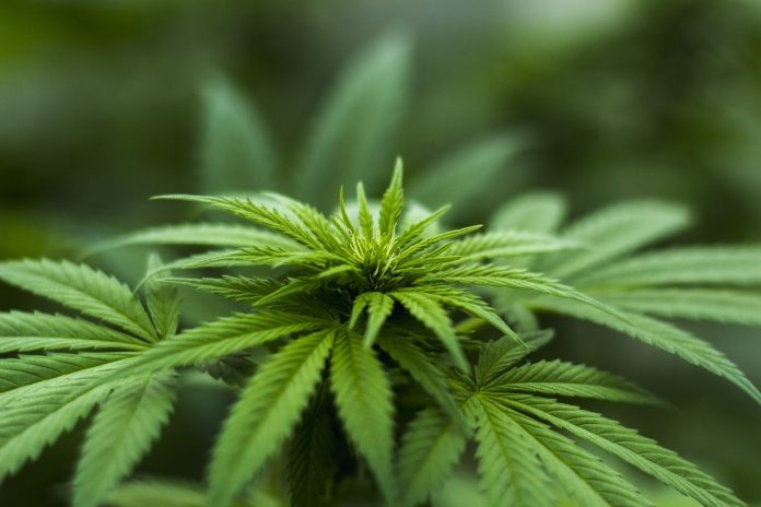 cannabis.jpg