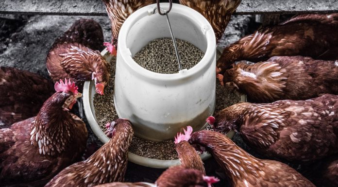 How involved ought to we be about fowl flu?