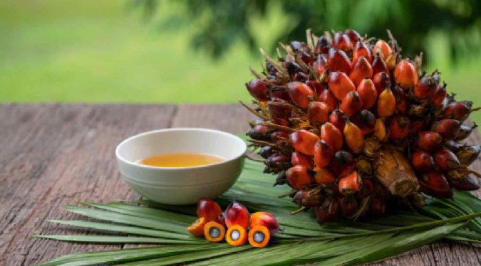 Is palm oil good for you? 7 issues to learn about it
