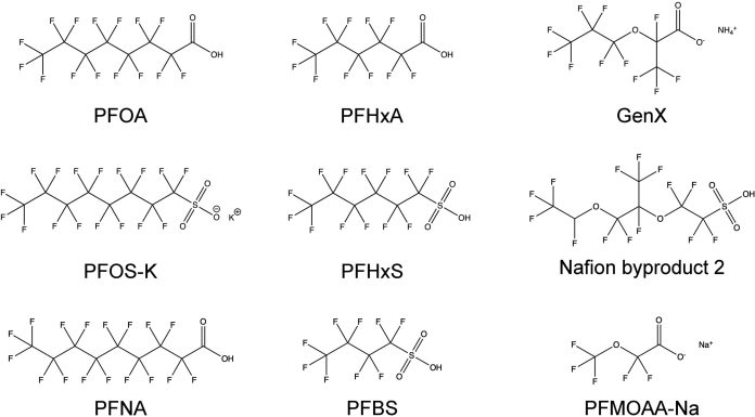 PFAS can suppress white blood cell’s means to destroy invaders