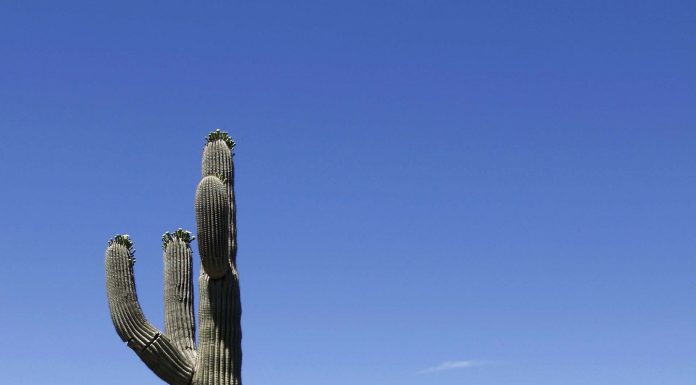 What’s Valley fever? Fungal an infection from the Southwest might unfold with local weather change