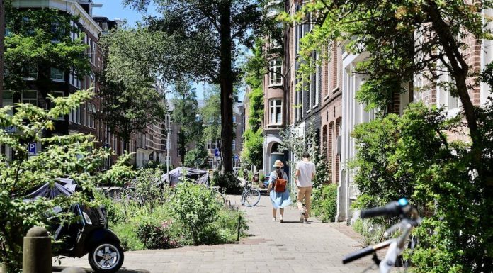 Planting extra timber might cut back untimely deaths in European cities by a 3rd