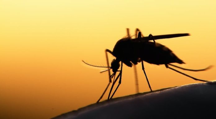 A brand new invasive mosquito has been present in Kenya. What this implies for malaria management
