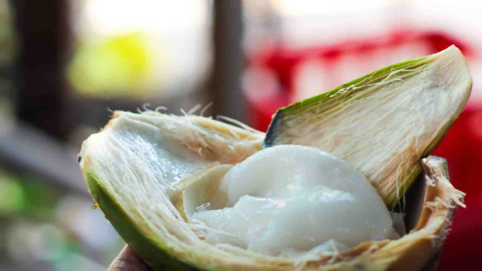 coconut-malai.jpg