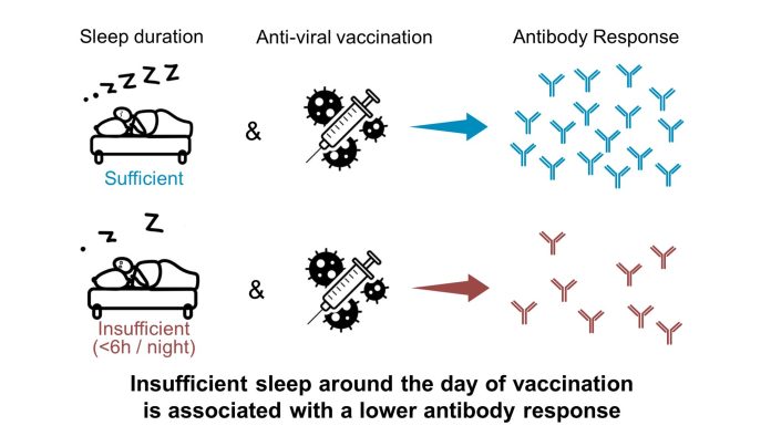 Not getting sufficient sleep might blunt antibody response to vaccination, leaving you extra weak to an infection