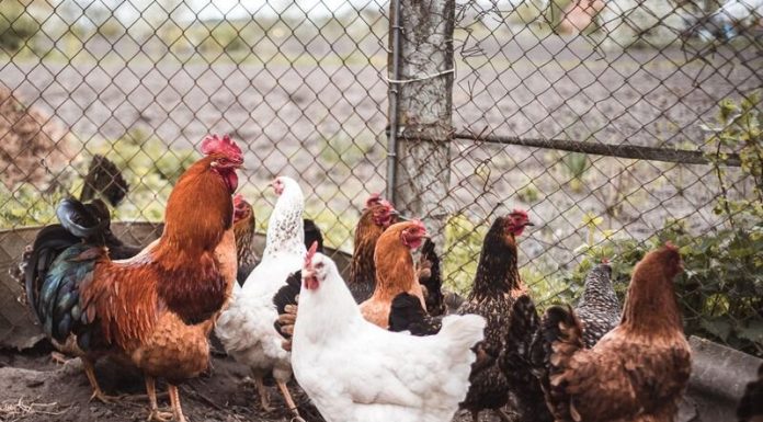 Two chicken flu circumstances in Cambodia didn’t unfold person-to-person