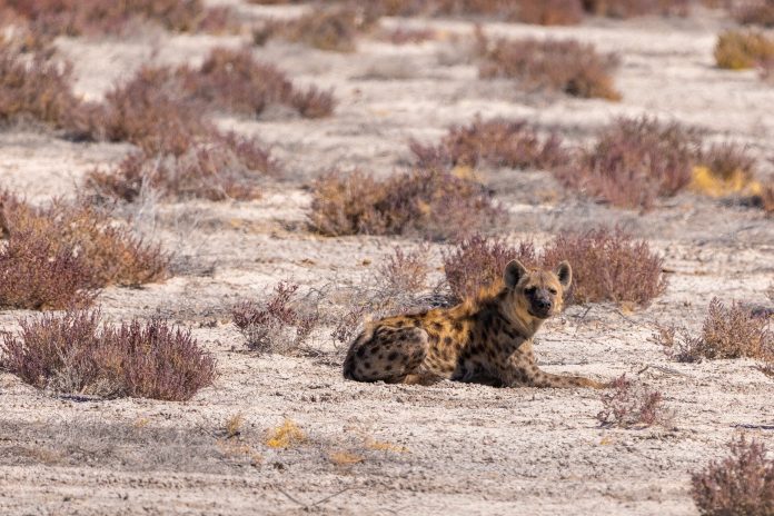hyena.jpg