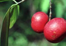 Why you will need to embody kokum in your summer time food plan