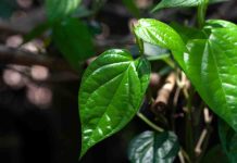 From diabetes to emphasize discount: Know the well being advantages of betel leaves