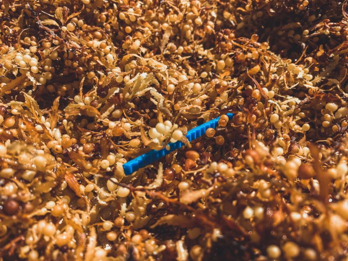 sargassum.jpg