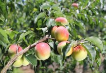 Juice focus from Japanese fruit advantages cardiovascular well being, scientists report