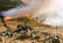 Smoke from wildfires is particularly powerful in case you have bronchial asthma. Here is learn how to shield your self