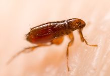 3 LA county deaths present flea-borne typhus is on the rise