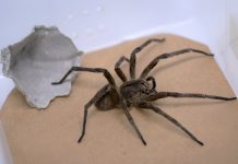 Brazil’s banana spider aids erectile dysfunction remedy