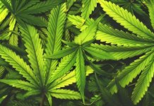 First asthma-linked dying highlights hazards at marijuana-processing crops