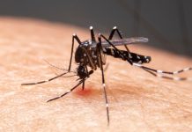 5 variations between malaria and dengue