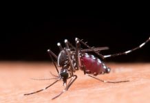 5 dengue unwanted effects on mind